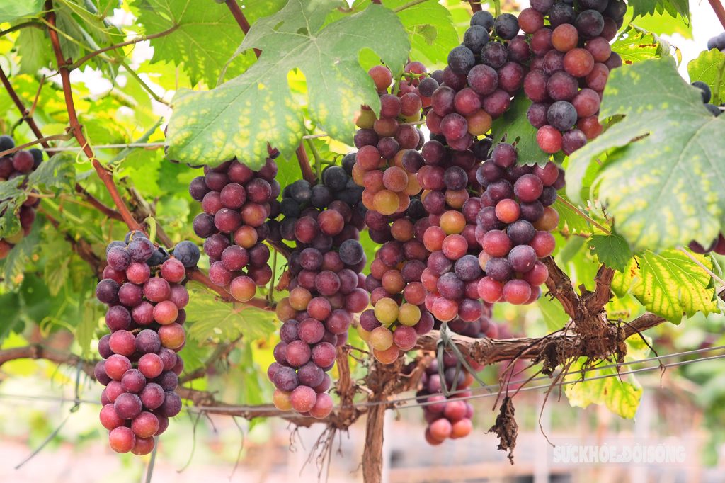 Trồng nho trên sân thượng