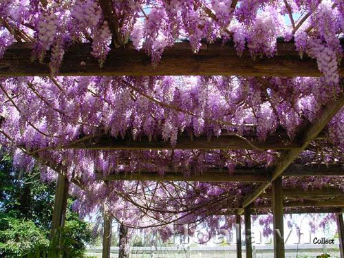 Cây hoa tử đằng